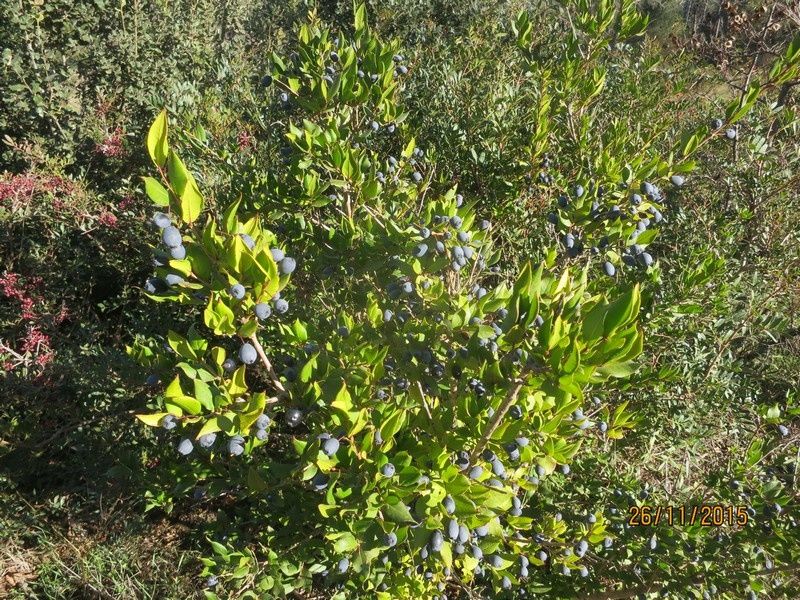 Jusqu'au Blavet en passant par la forêt Raphele - 26/11/2015