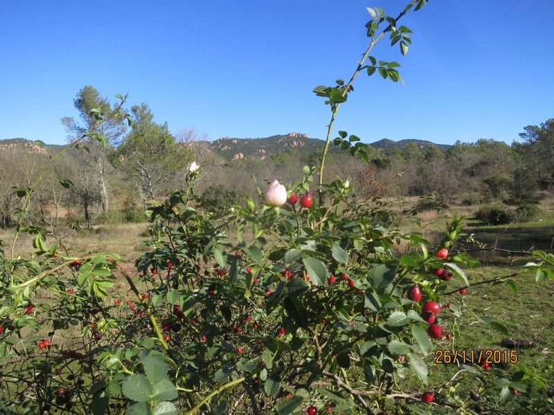 Jusqu'au Blavet en passant par la forêt Raphele - 26/11/2015