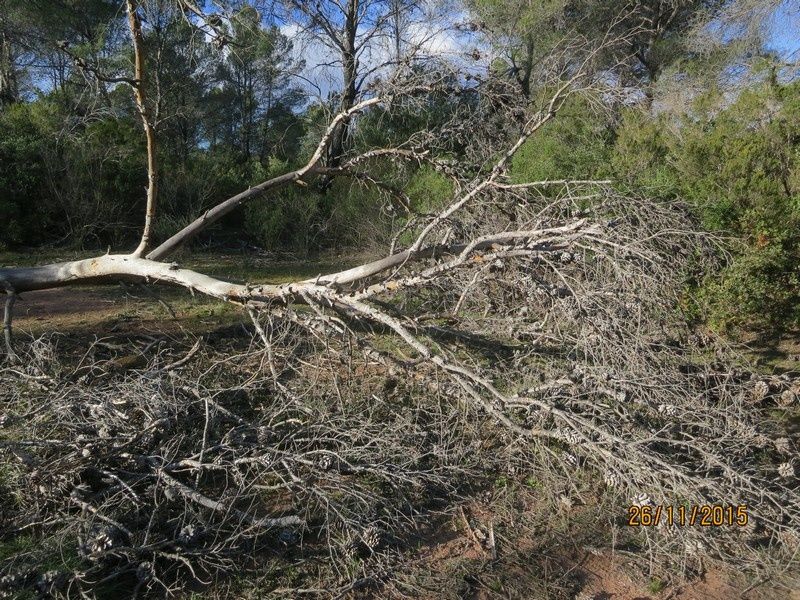 Jusqu'au Blavet en passant par la forêt Raphele - 26/11/2015