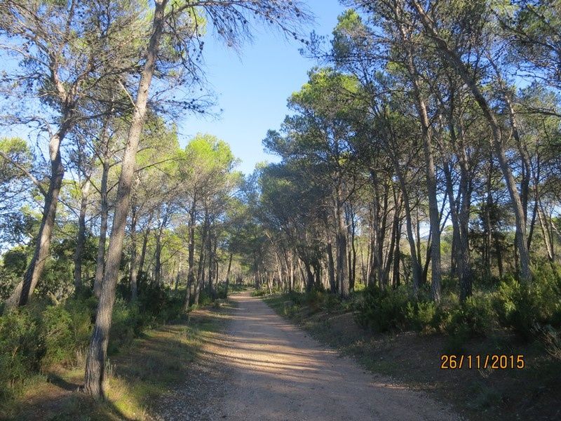 Jusqu'au Blavet en passant par la forêt Raphele - 26/11/2015