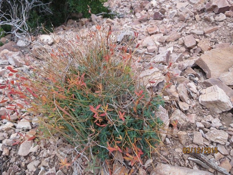 Le Mont Vinaigre - 03/12/2015