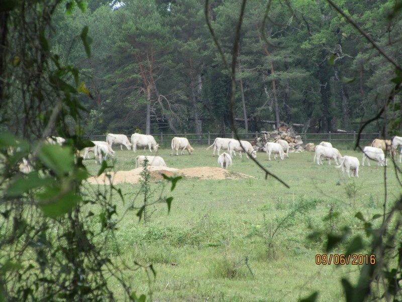 Callian - Le vallon de la Camiole - Circuit petites jambes _ jeudi 9 juin 2016