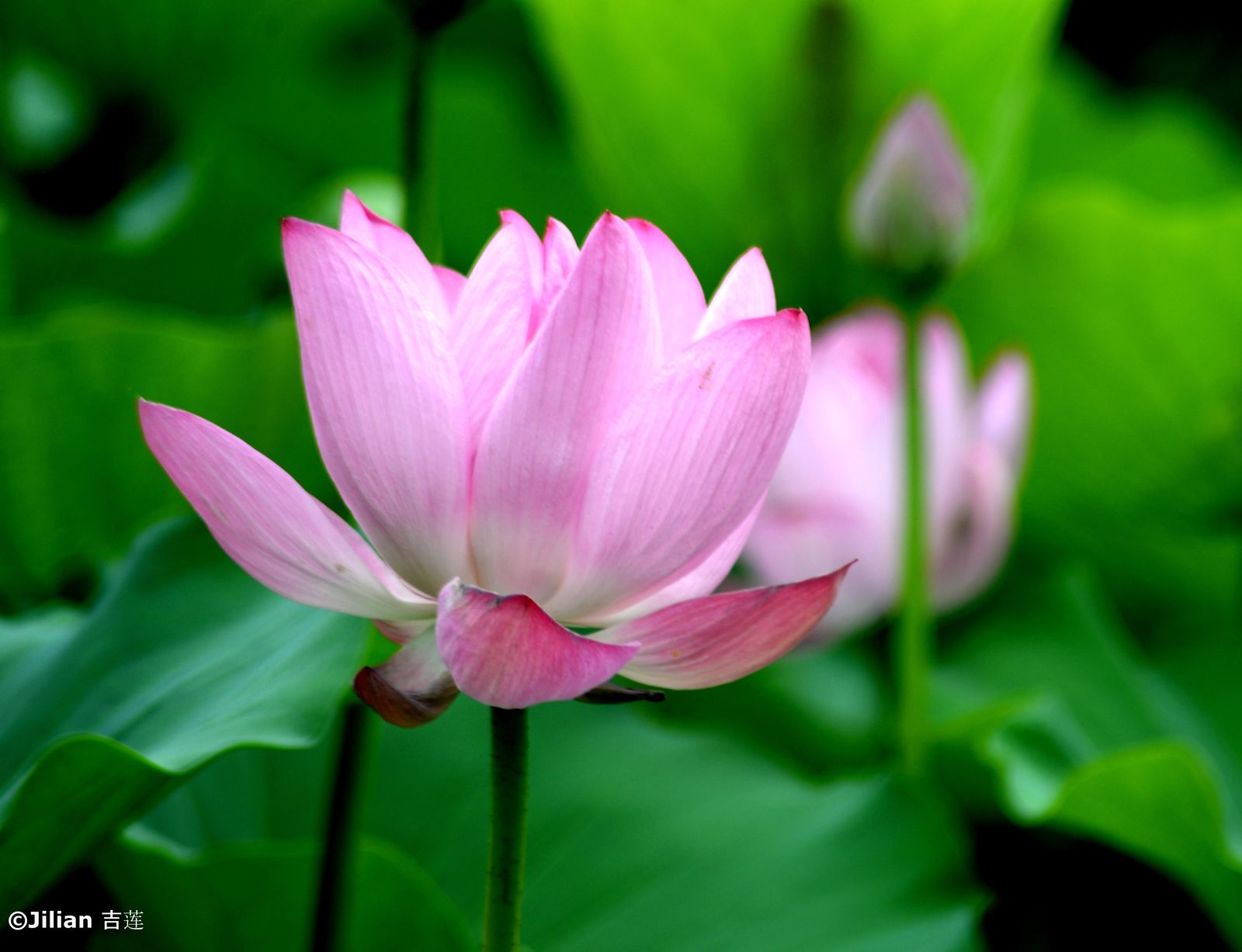 Le lotus en Chine, symbole de pureté - 莲花是中国纯洁的象征