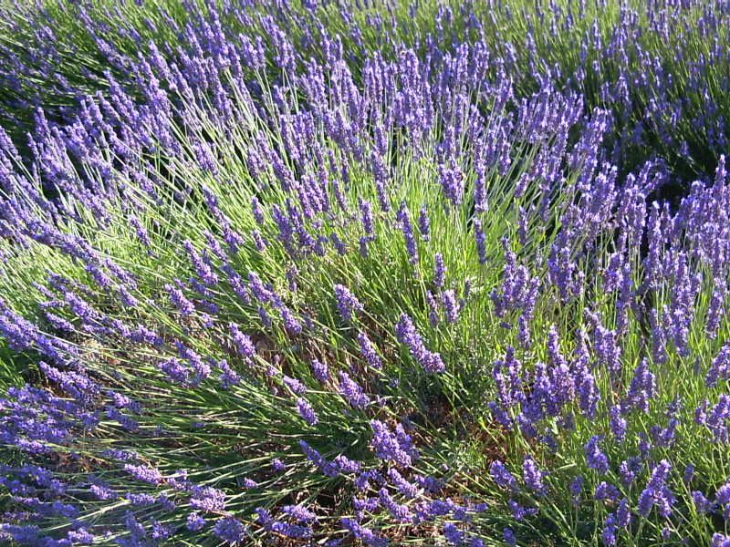 LAVANDE près de BANON - GITE LES GRANGES - ONGLES ( alpes haute provence )