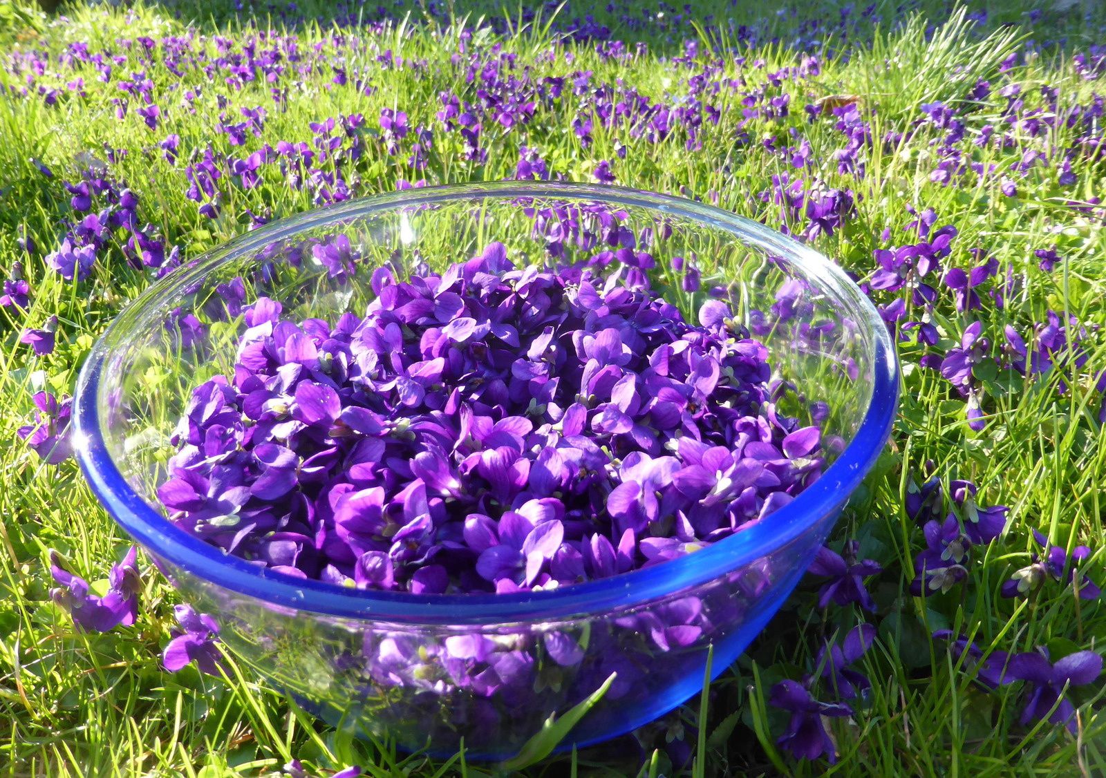 VIOLETTES : METTEZ-LES EN BOUTEILLE ! - www.lesjardinsdalice.ch