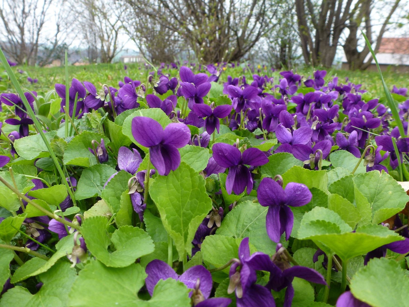 VIOLETTES : METTEZ-LES EN BOUTEILLE ! - www.lesjardinsdalice.ch