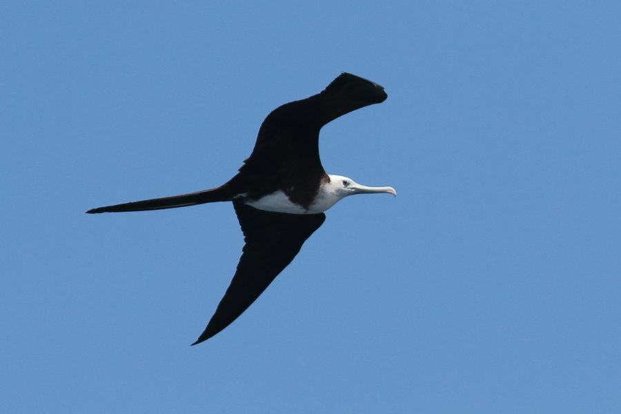 Oiseaux Et Faune De La Martinique Rencontres Avec Les