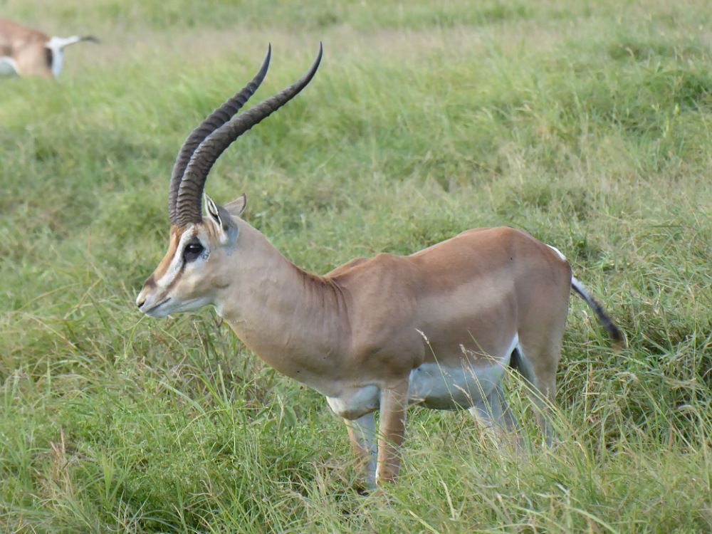 Amboseli 2