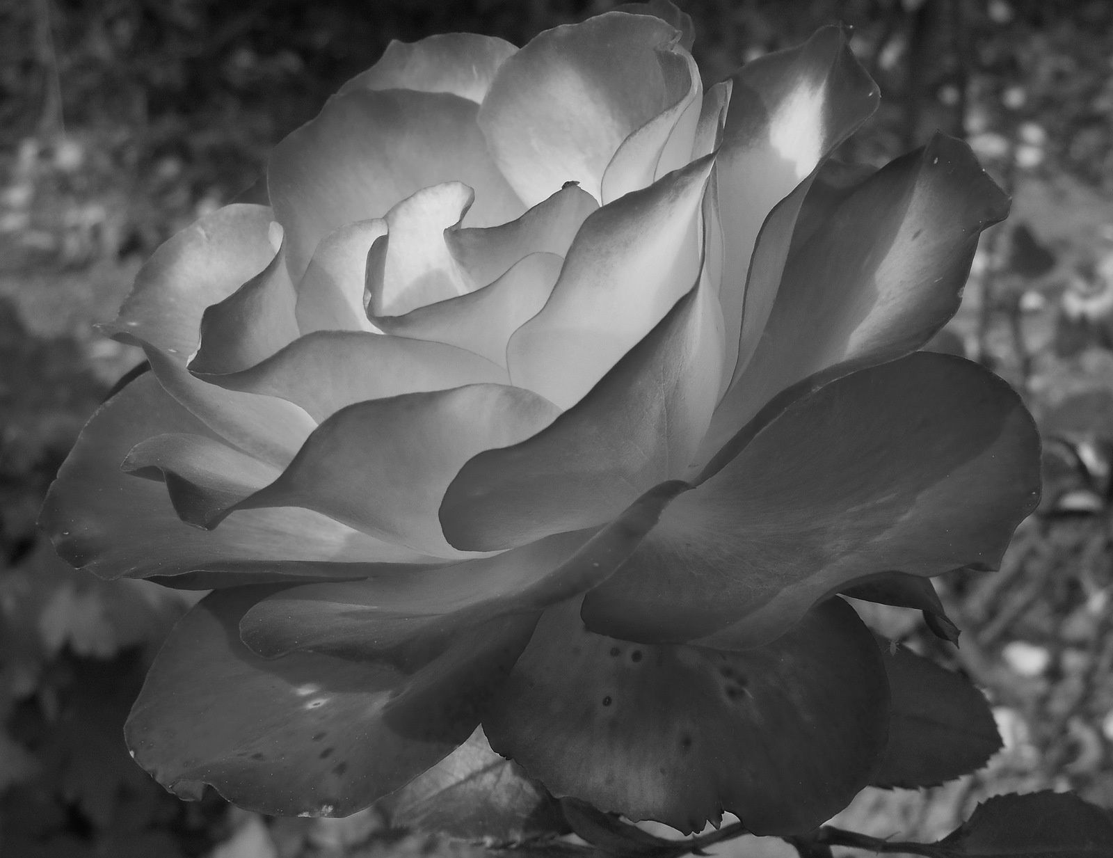 Dédicace "Ballade Littéraire 2014" à Chamboeuf 42330