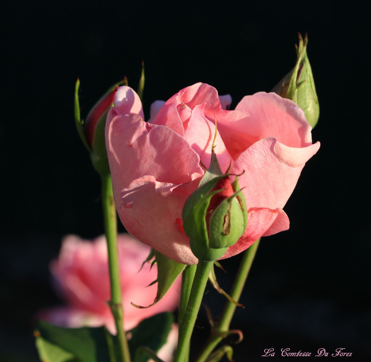 Au Jardin Rose du soir (42600 Savigneux)