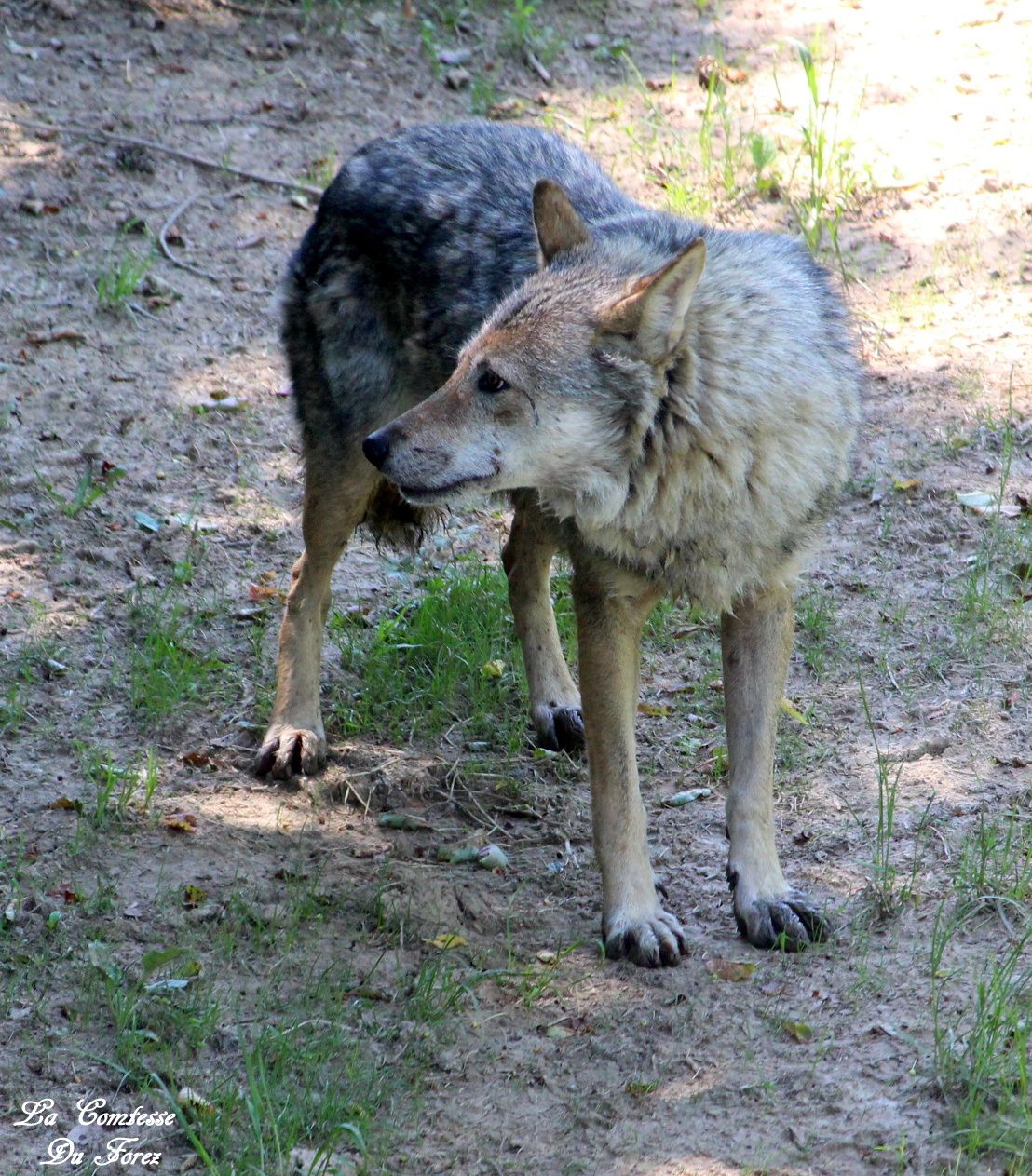 Courzieu : Les Loups gris du parc animalier (69690 Courzieu) 