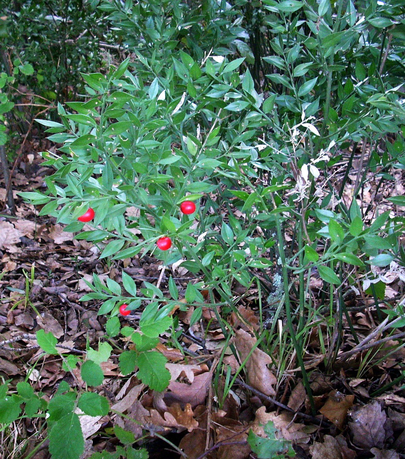 Plante du mois : le petit-houx - La Mole, Le blog de asav-valleedelamole