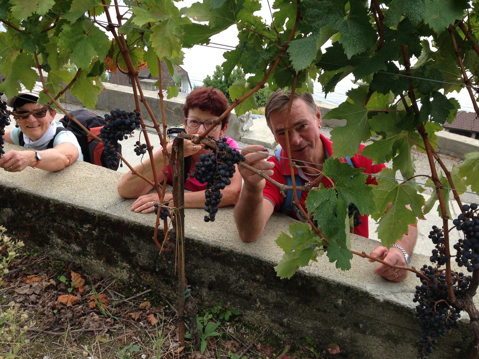 Dégustation de vin ,moût et raisins