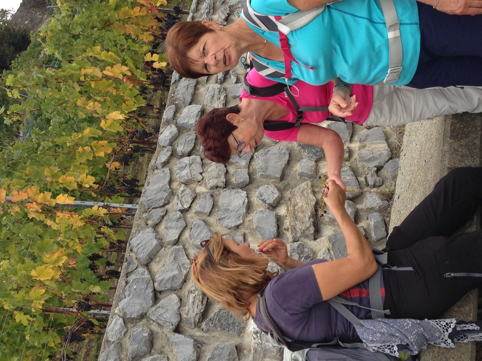 Dégustation de vin ,moût et raisins