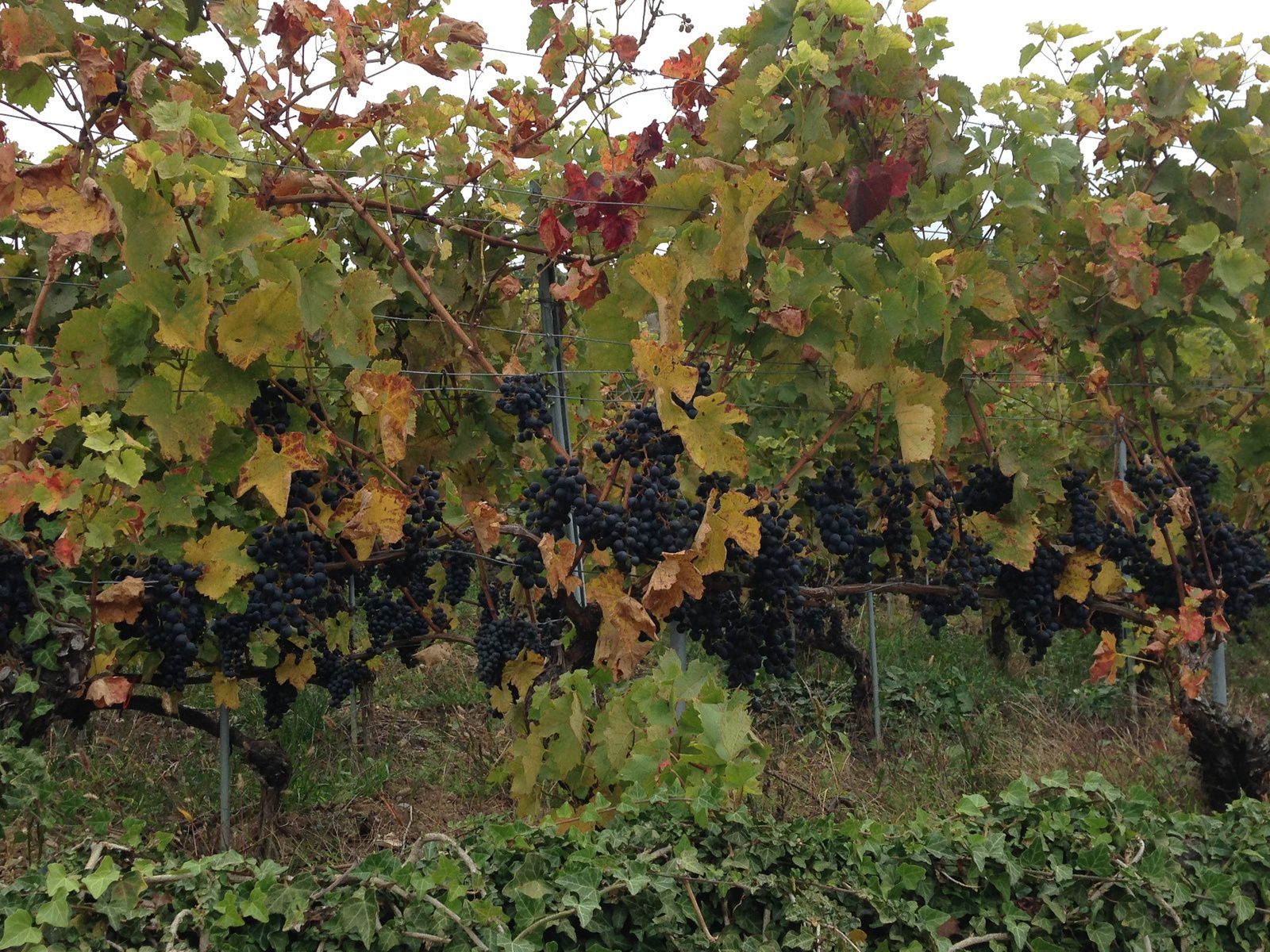 Dégustation de vin ,moût et raisins