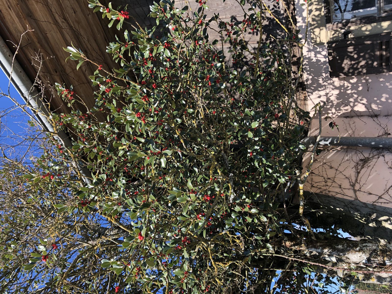 Mardi 19 Mars : Du coté de Châtonnay Villarimboud