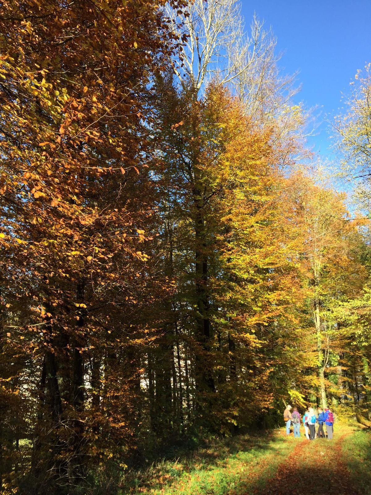 Mardi 12 Novembre : Moudon Chavannes sur Moudon