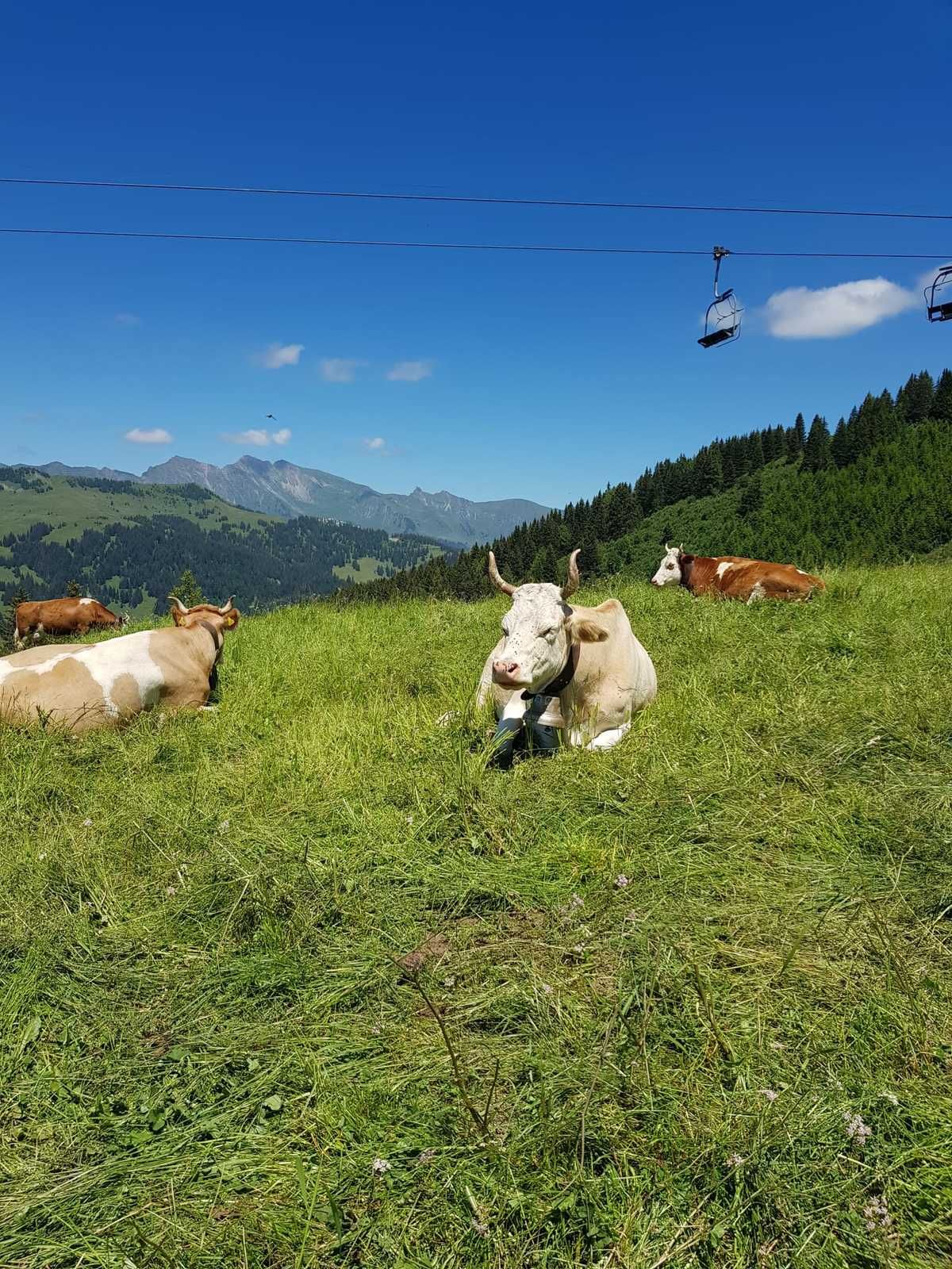 MARDI 7 JUILLET 2020 : Solalex Taveyanne