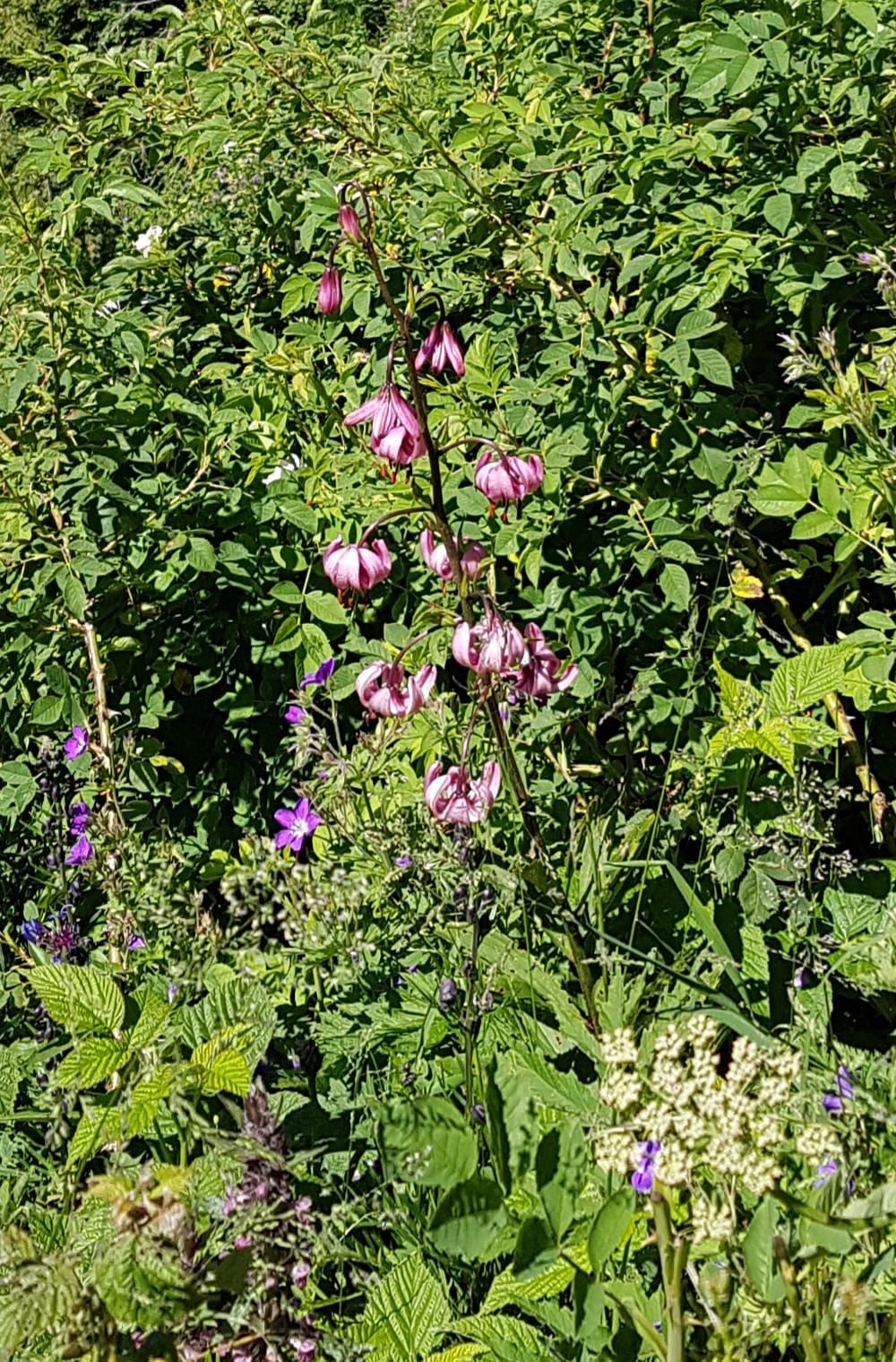 MARDI 7 JUILLET 2020 : Solalex Taveyanne