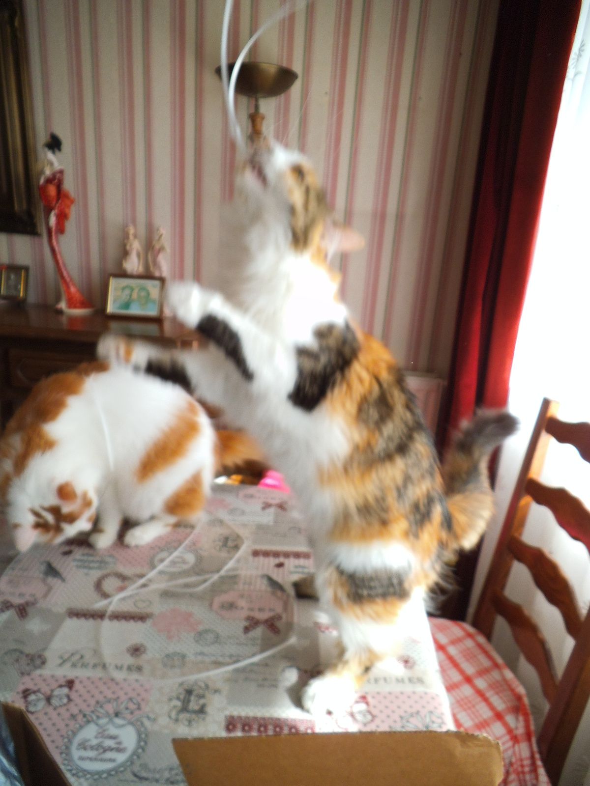 Chats Jouent Crea Vlgomez Victoria Lynn Photographe Et Bricoleuse Touche A Tout Over Blog Com