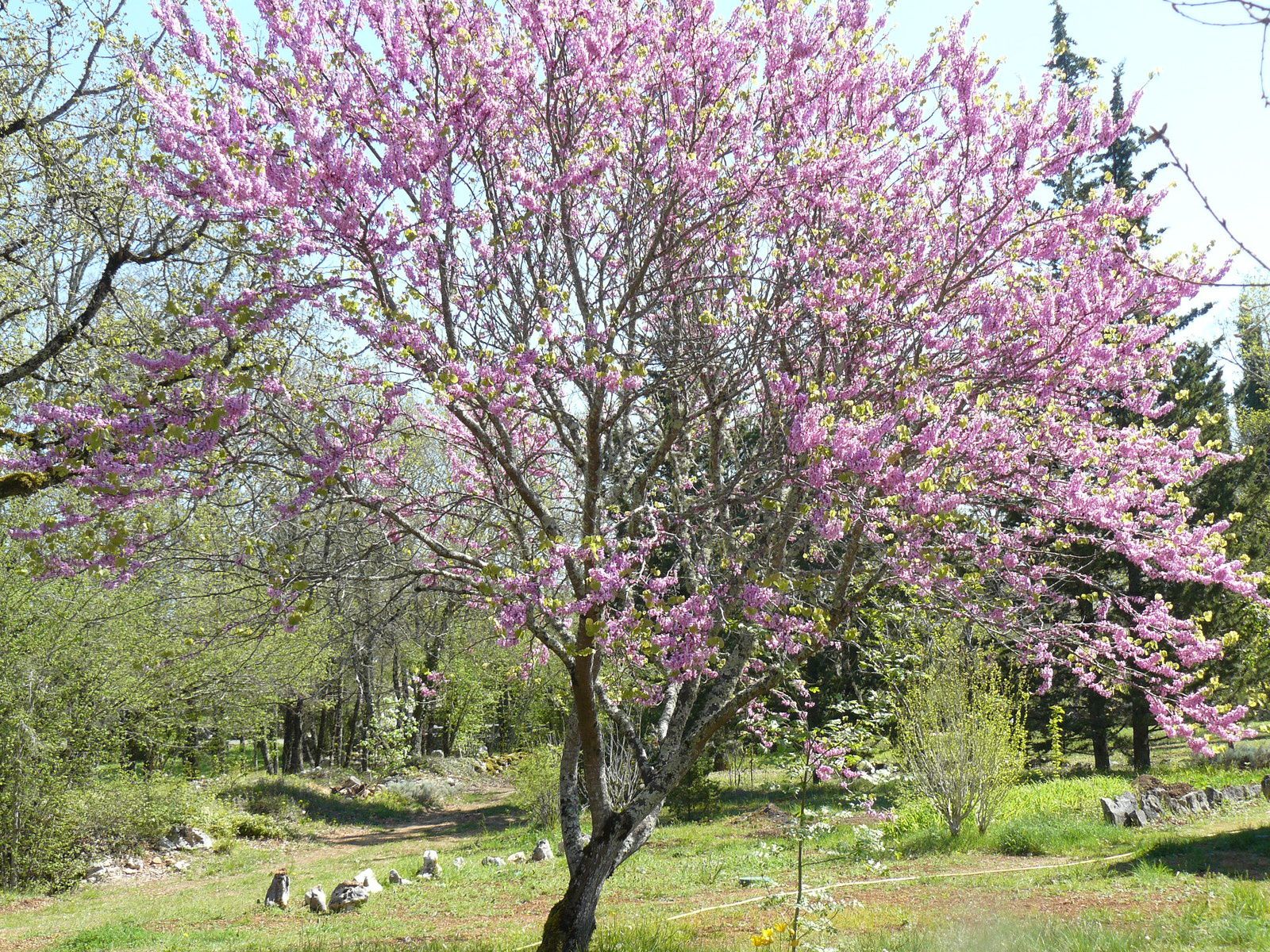 L'arbre de Judée, derrière la maison, qui doit sa splendeur à chacune de ses fleurs épanouies !!!