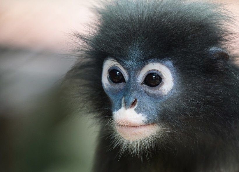 Où Observer Des Animaux Sauvages En Thaïlande Asiajet