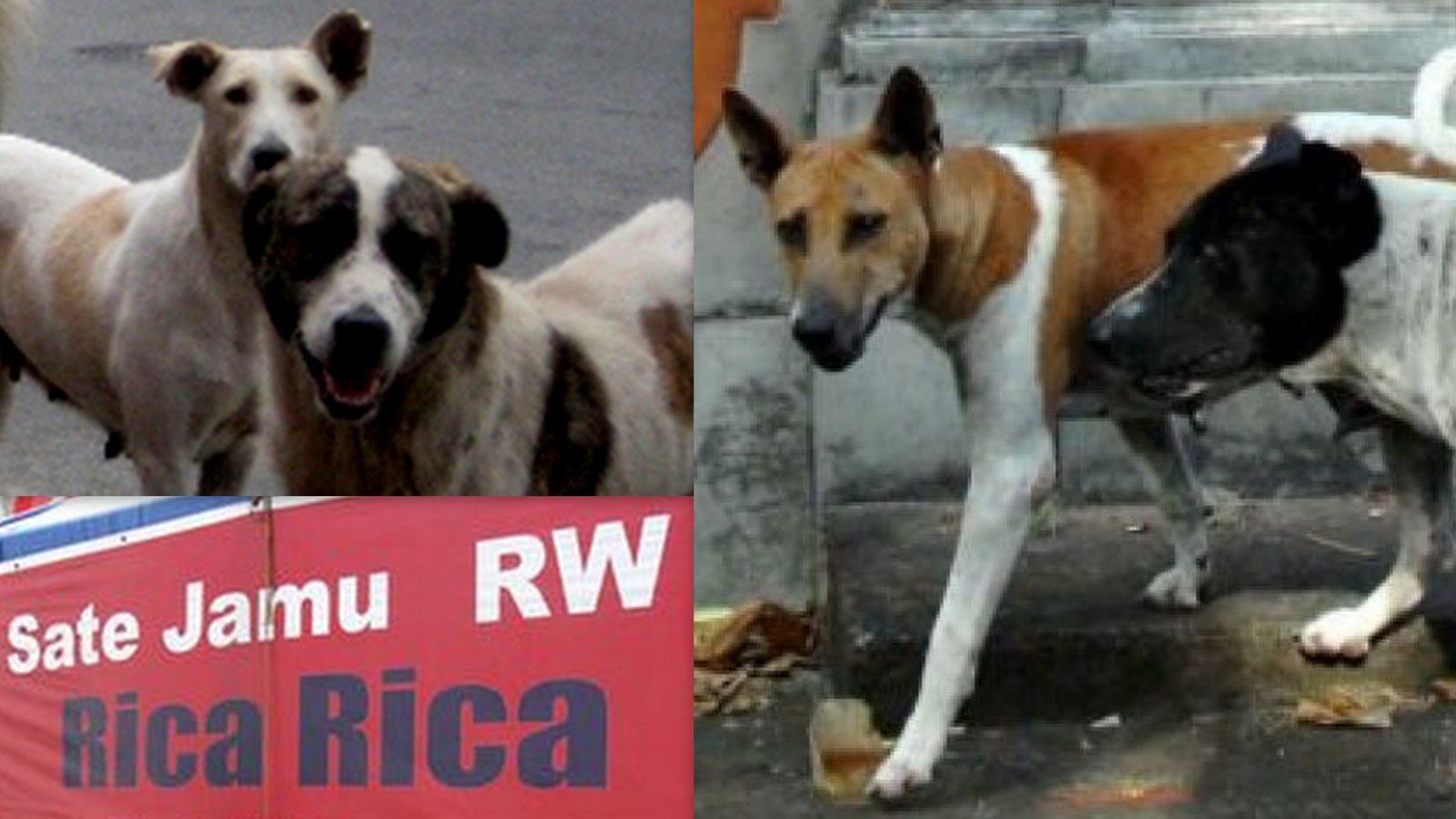 Bali et les chiens errants - Cérémonie et sacrifice à Sukawana Kintamani -  Anjing liar - Upacara di Sukawana - Warung RW - BALIBALIK.over-blog.com