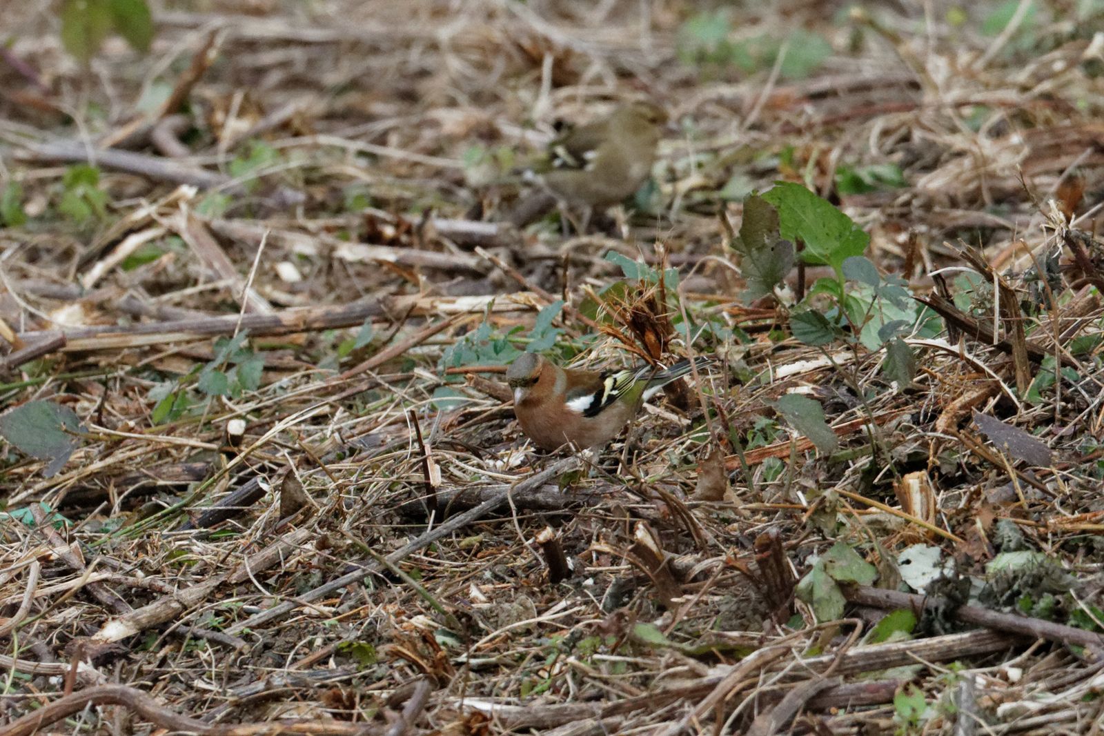 95 - Oh juste trois quarts d'heure ! : 07/12/2013