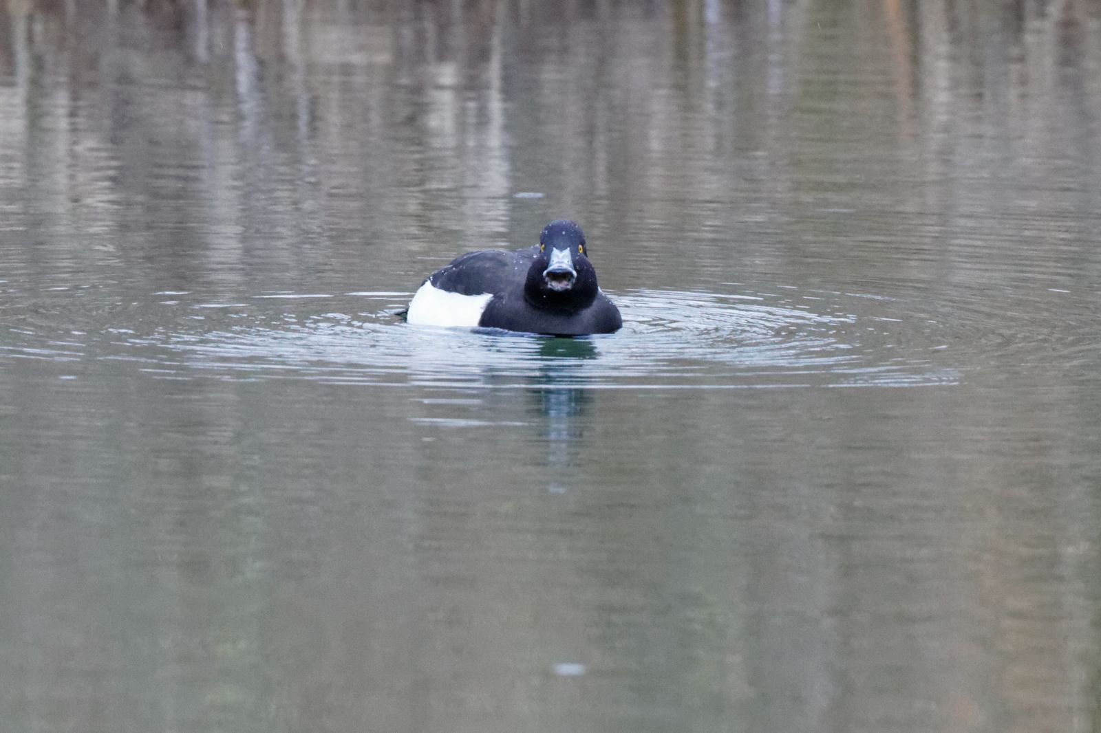 95 - Oh juste trois quarts d'heure ! : 07/12/2013