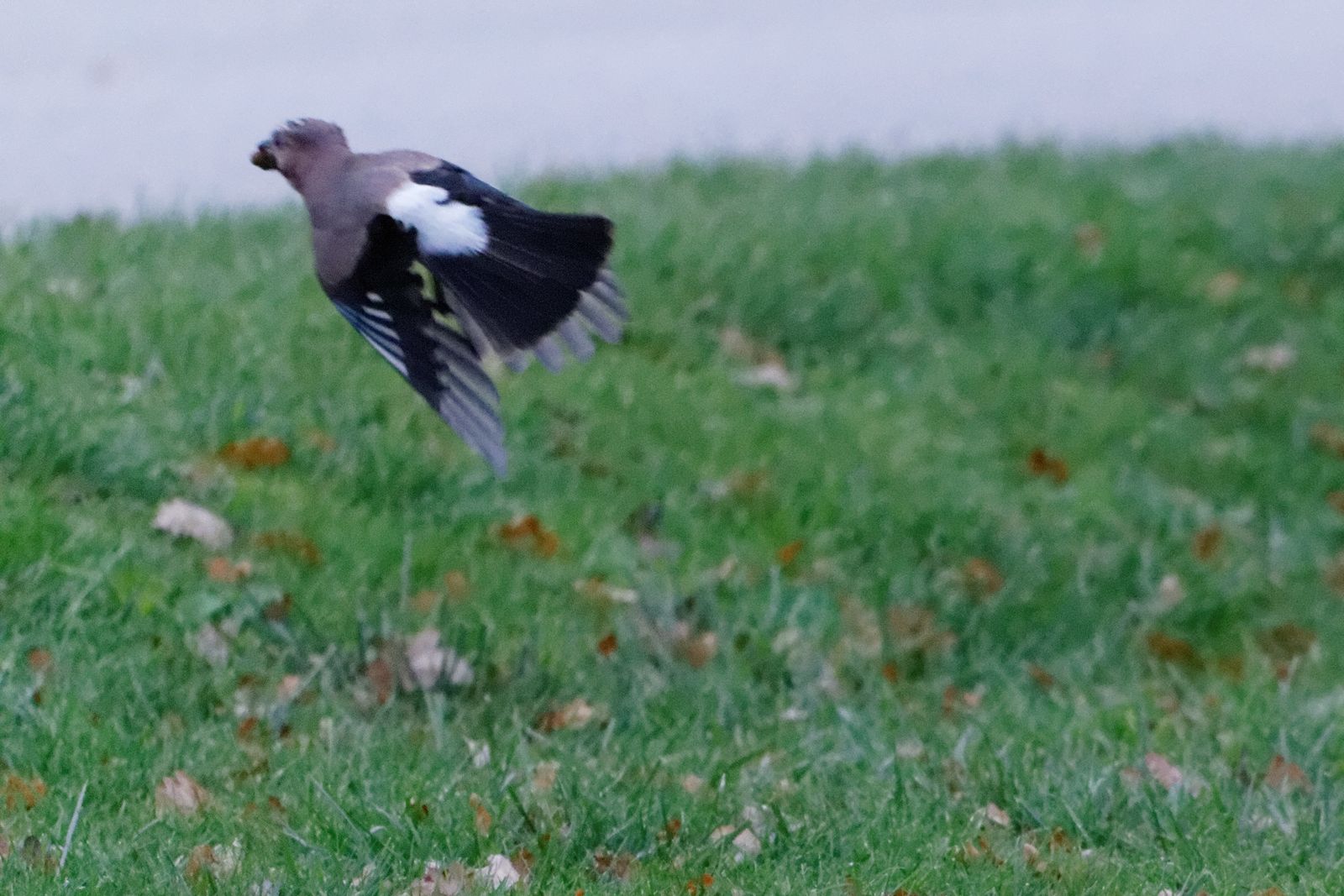 95 - Oh juste trois quarts d'heure ! : 07/12/2013