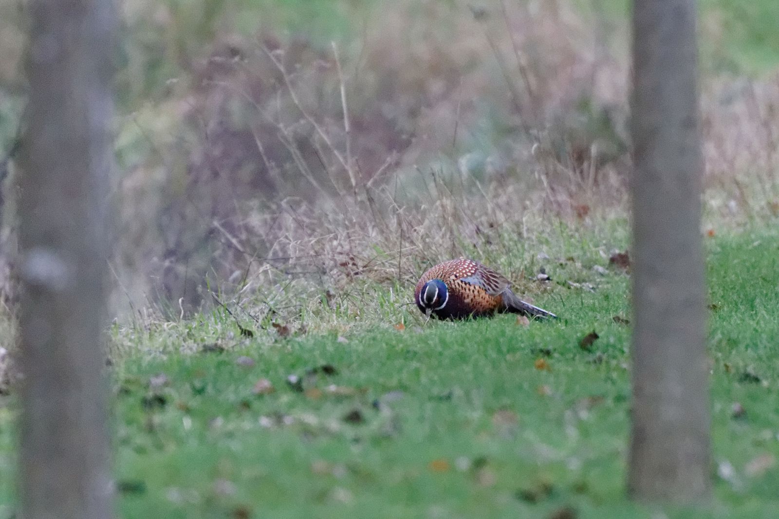 95 - Oh juste trois quarts d'heure ! : 07/12/2013