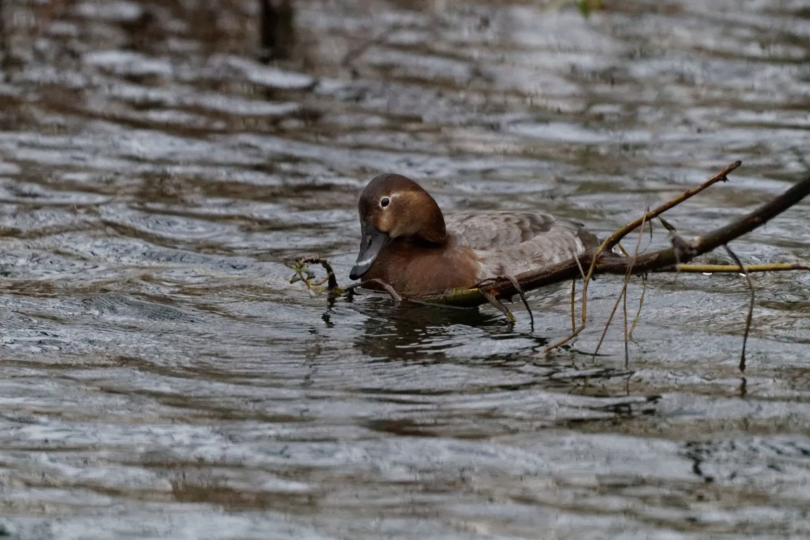 95 - Oh juste trois quarts d'heure ! : 07/12/2013
