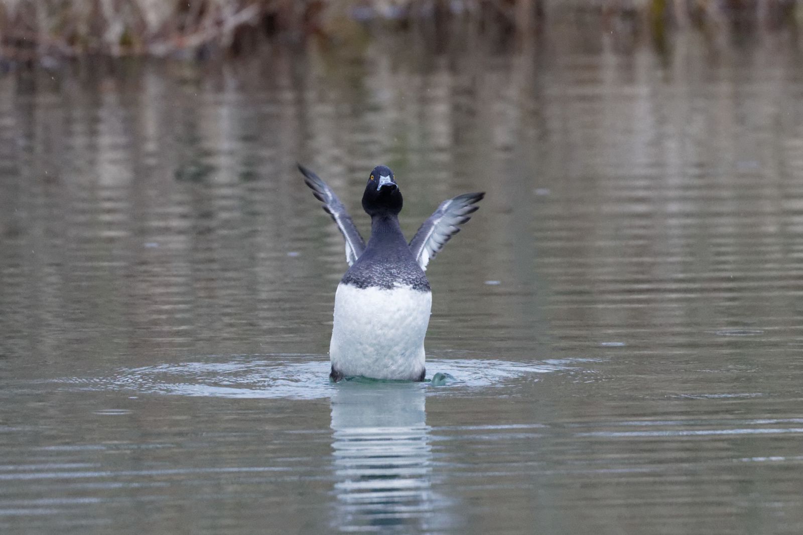 95 - Oh juste trois quarts d'heure ! : 07/12/2013