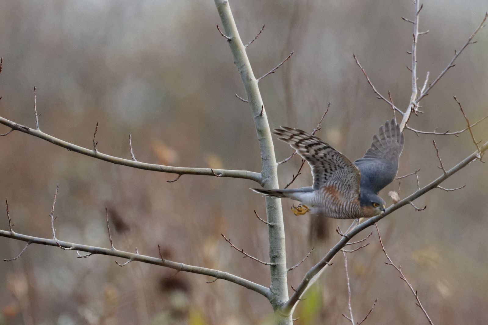 95 - Oh juste trois quarts d'heure ! : 07/12/2013