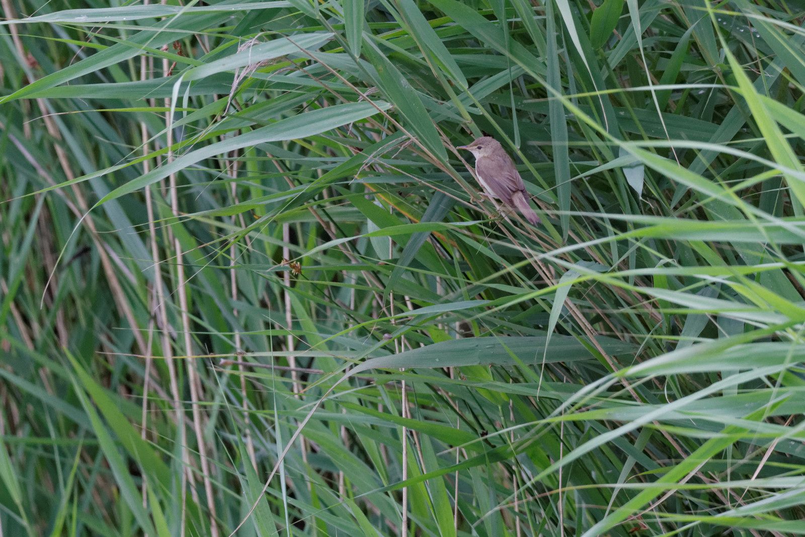 136 - L'avifaune au Sausset, 2ème ! : 14/07/2014