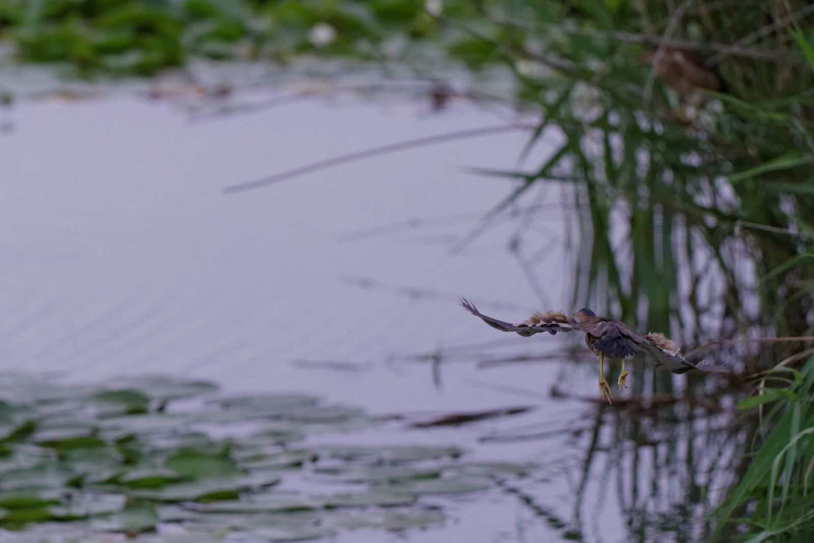 136 - L'avifaune au Sausset, 2ème ! : 14/07/2014