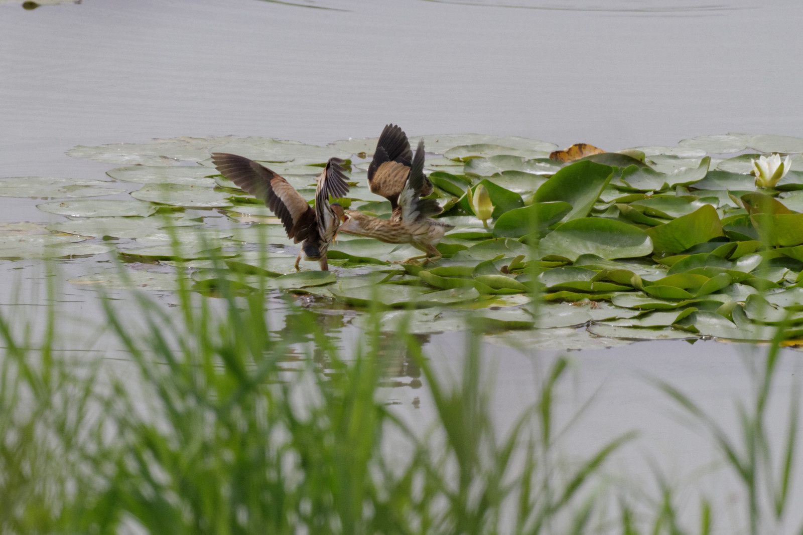 136 - L'avifaune au Sausset, 2ème ! : 14/07/2014
