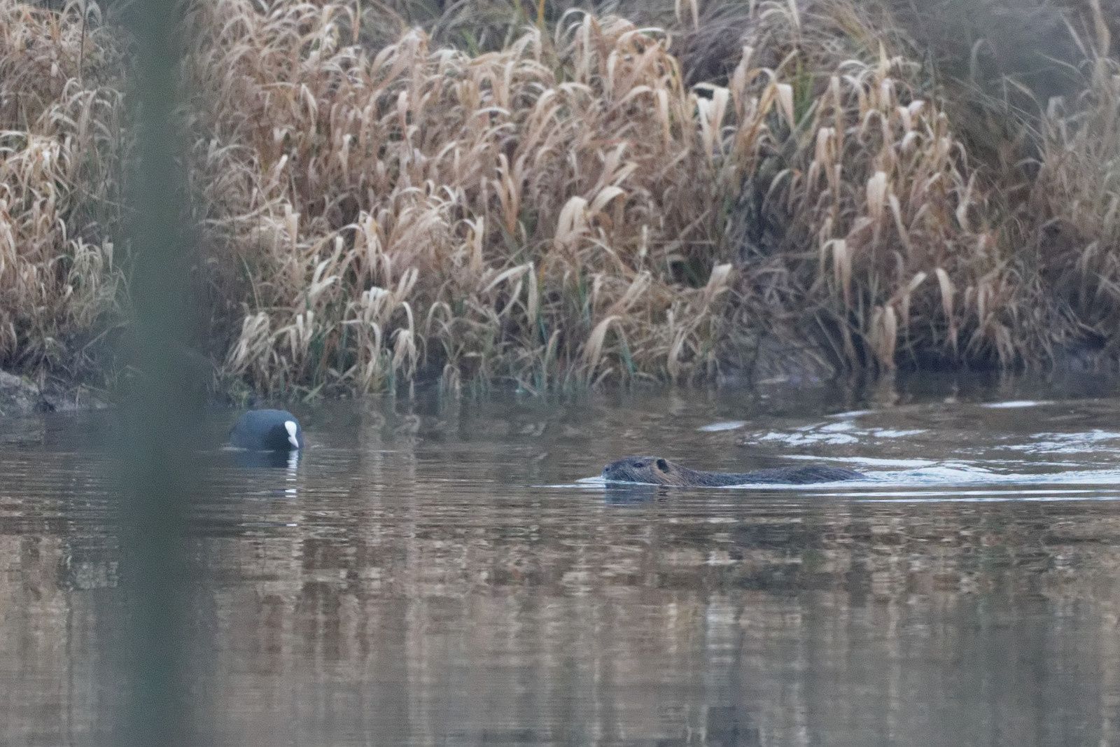 Sur la première photo : une Foulque macroule