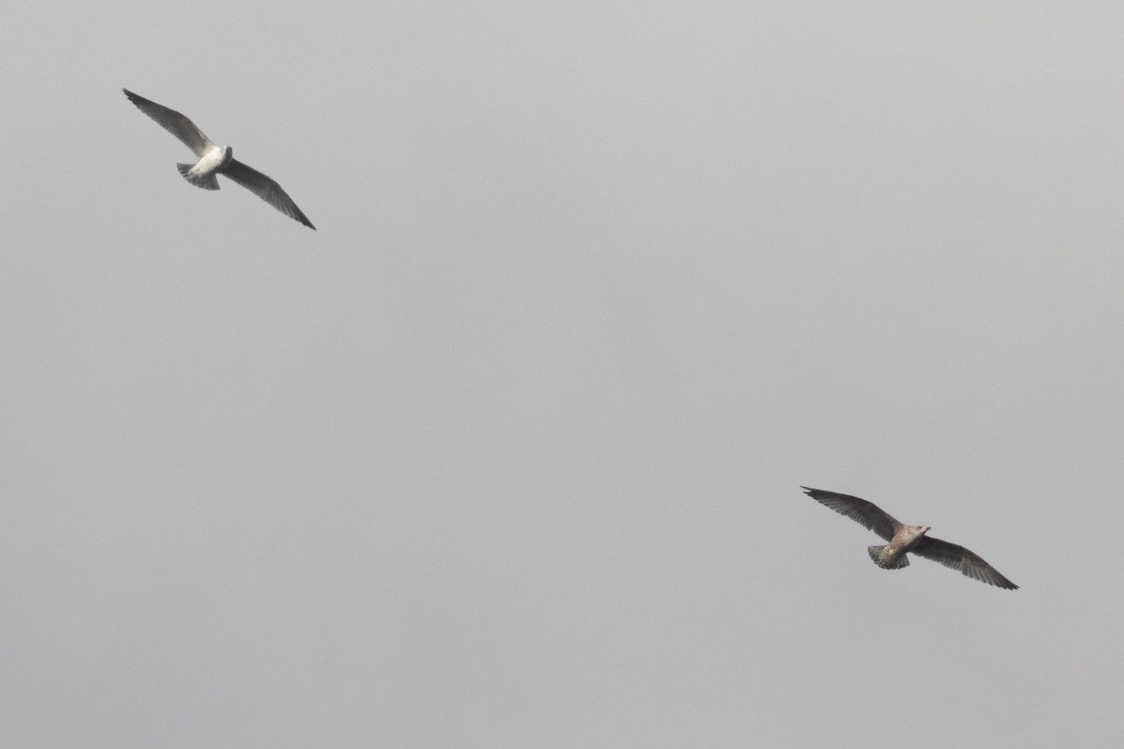 Un groupe de 5 Goélands indéterminés, des immatures au moins !