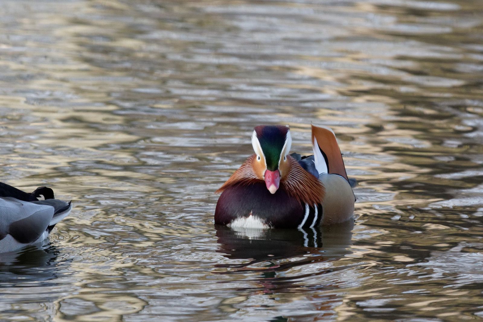 Un Canard mandarin suit un Colvert
