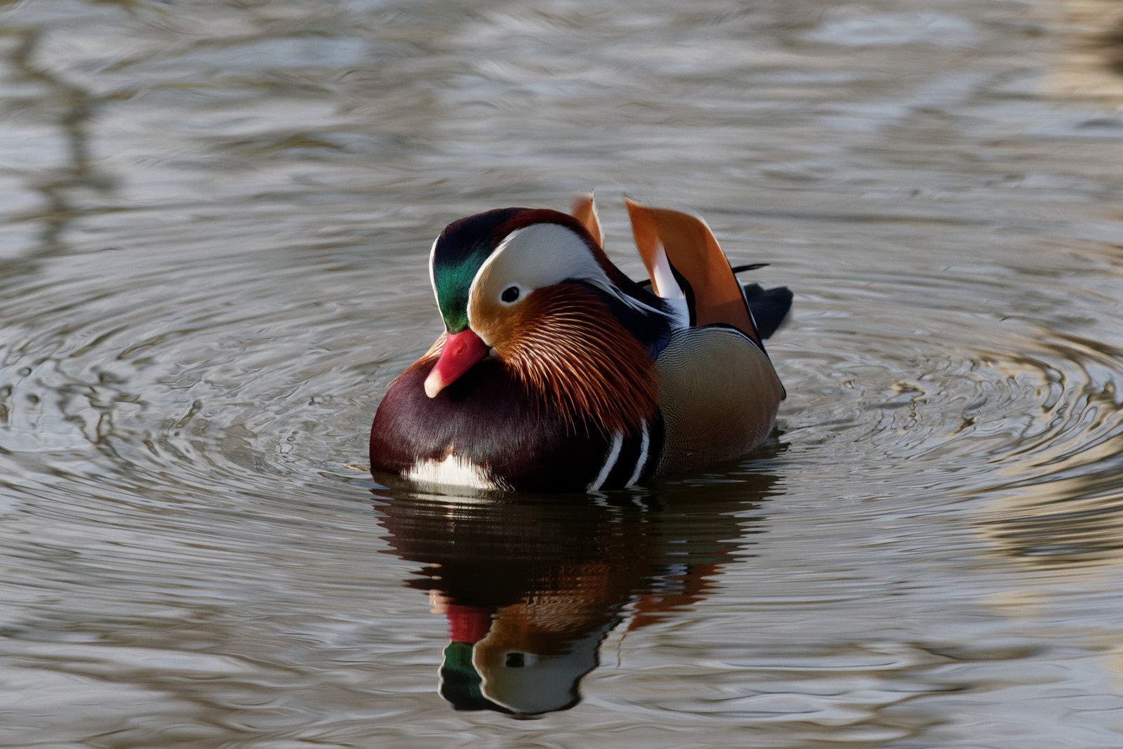 Un Canard mandarin suit un Colvert