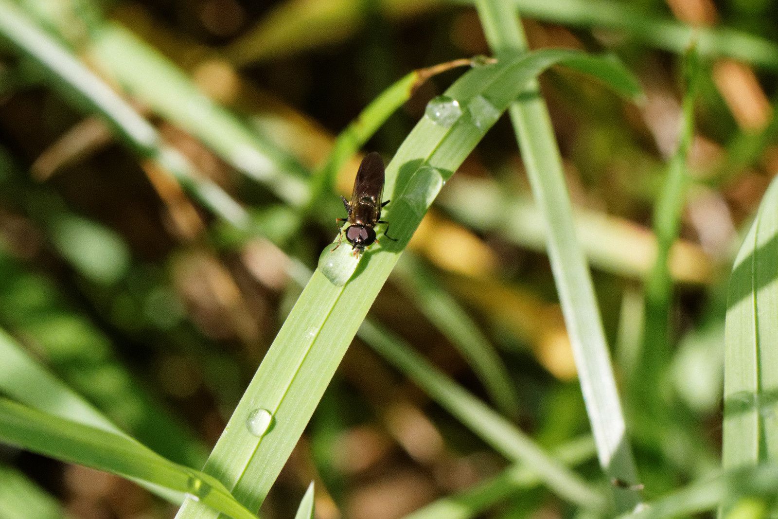 Genre : Melanostoma sp. - mâle