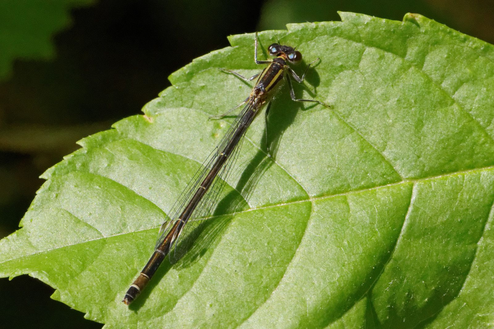 181 - Sur fonds jaune et fonds vert : 30/05/2015