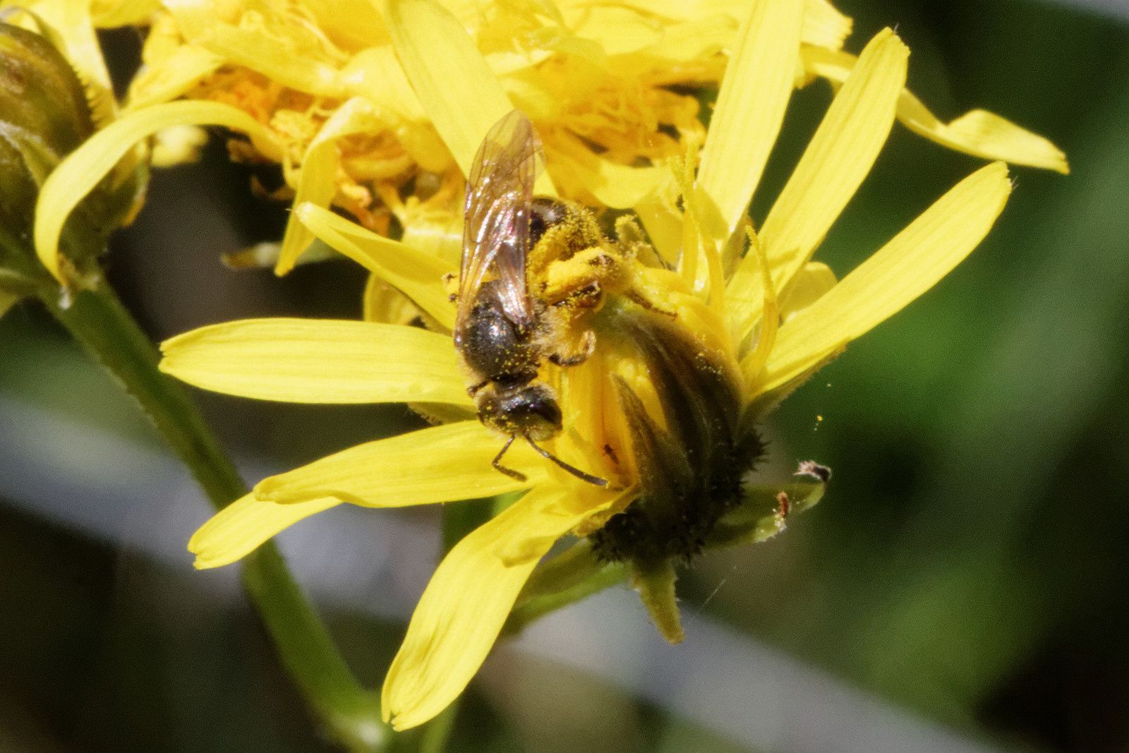 181 - Sur fonds jaune et fonds vert : 30/05/2015
