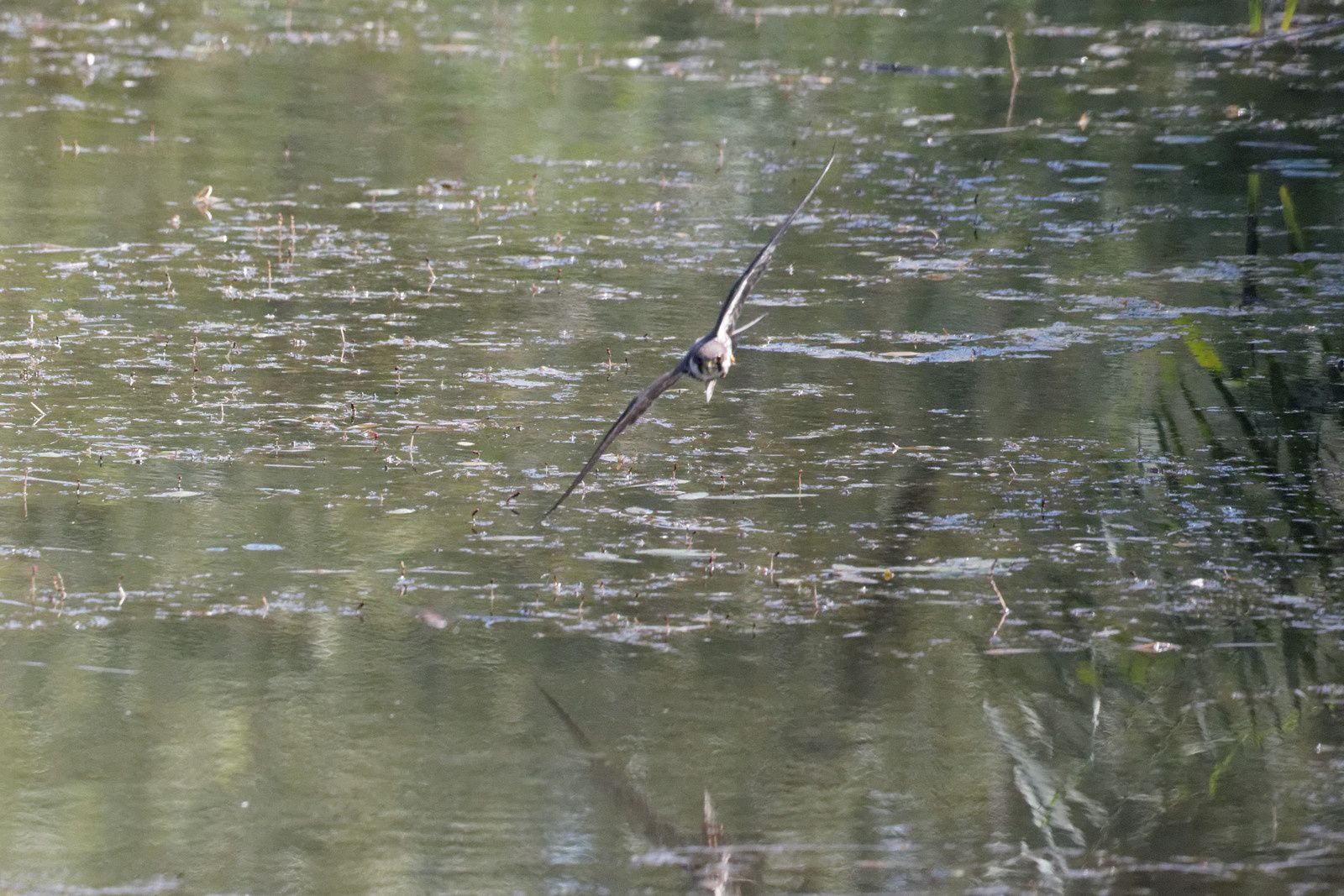 200 - La Nature donne beaucoup ! Regardons la ! : 29/08/2015