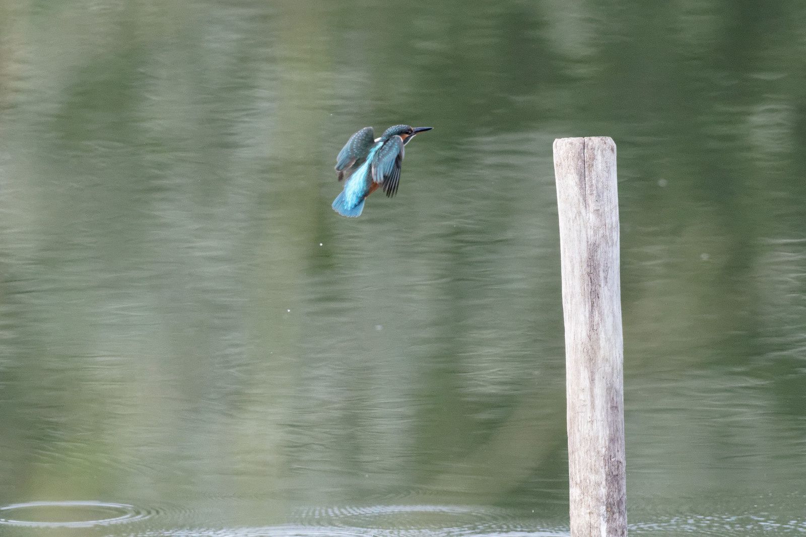 200 - La Nature donne beaucoup ! Regardons la ! : 29/08/2015