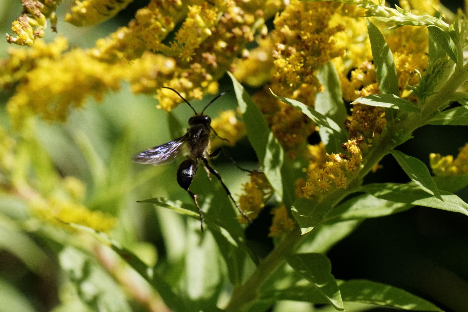 200 - La Nature donne beaucoup ! Regardons la ! : 29/08/2015