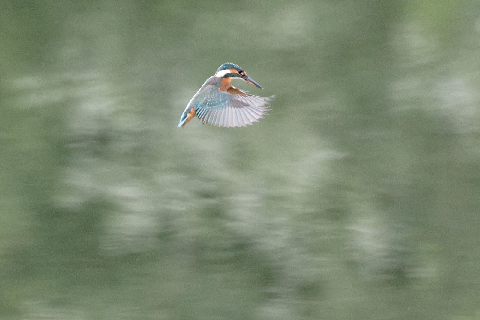 200 - La Nature donne beaucoup ! Regardons la ! : 29/08/2015