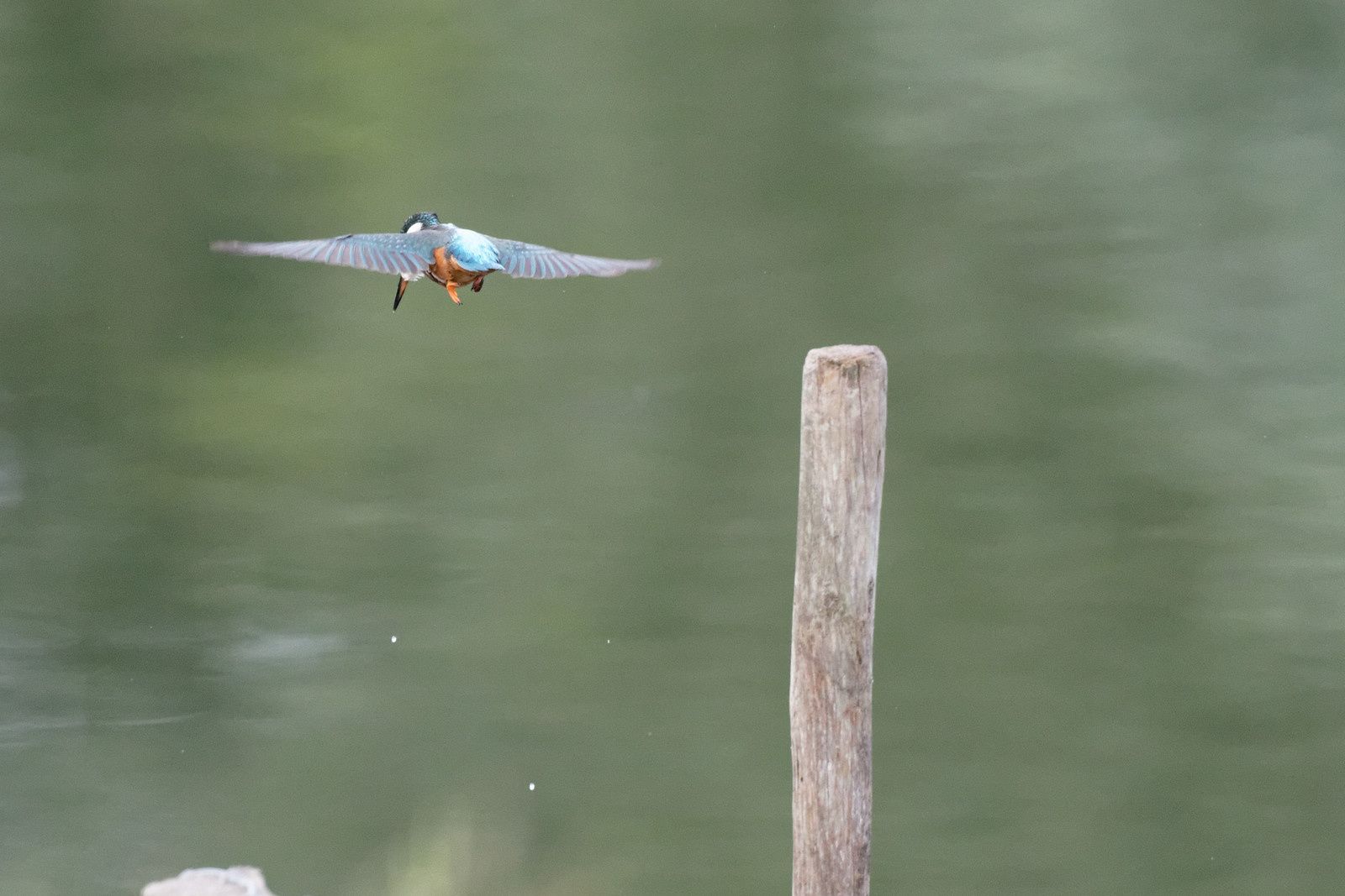 200 - La Nature donne beaucoup ! Regardons la ! : 29/08/2015