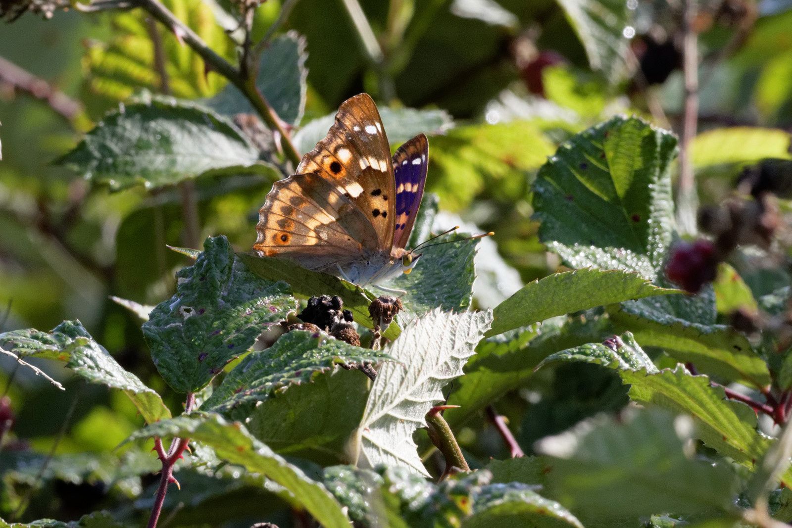 200 - La Nature donne beaucoup ! Regardons la ! : 29/08/2015